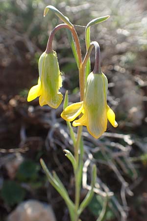 Fritillaria rhodia \ Rhodische Schachblume / Rhodian Fritillary, Rhodos/Rhodes Prasonisi 26.3.2019