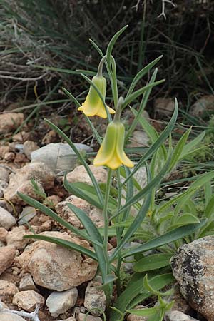 Fritillaria rhodia \ Rhodische Schachblume / Rhodian Fritillary, Rhodos/Rhodes Prasonisi 1.4.2019