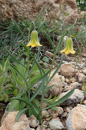 Fritillaria rhodia \ Rhodische Schachblume / Rhodian Fritillary, Rhodos/Rhodes Prasonisi 1.4.2019