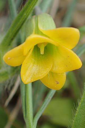 Fritillaria rhodia \ Rhodische Schachblume / Rhodian Fritillary, Rhodos/Rhodes Prasonisi 1.4.2019