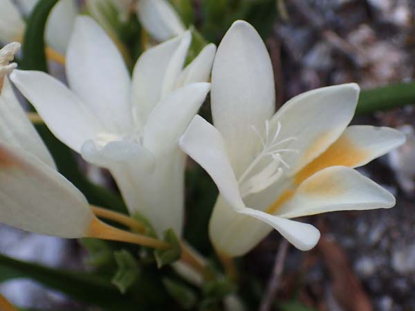 Freesia refracta \ Freesie / Freesia, Rhodos/Rhodes Lahania 25.3.2023