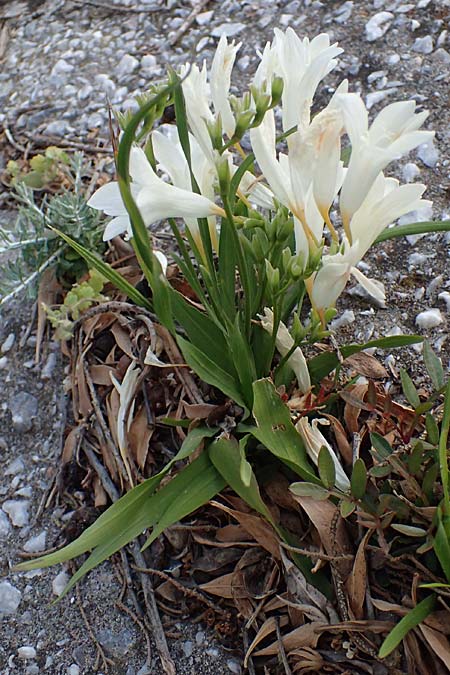 Freesia refracta \ Freesie / Freesia, Rhodos/Rhodes Lahania 25.3.2023