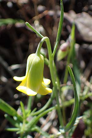 Fritillaria rhodia, Rhodische Schachblume