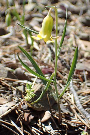 Fritillaria rhodia \ Rhodische Schachblume / Rhodian Fritillary, Rhodos/Rhodes Moni Artamiti 27.3.2023