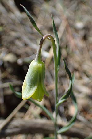 Fritillaria rhodia \ Rhodische Schachblume / Rhodian Fritillary, Rhodos/Rhodes Moni Artamiti 27.3.2023
