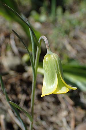 Fritillaria rhodia \ Rhodische Schachblume / Rhodian Fritillary, Rhodos/Rhodes Moni Artamiti 27.3.2023