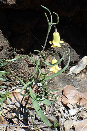 Fritillaria rhodia, Rhodische Schachblume