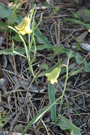 Fritillaria rhodia \ Rhodische Schachblume / Rhodian Fritillary, Rhodos/Rhodes Moni Artamiti 27.3.2023
