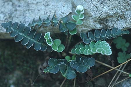 Asplenium ceterach \ Milzfarn, Schriftfarn / Rustyback, Scale Fern, Rhodos Kolymbia 20.3.2005