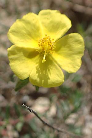 Fumana arabica \ Zwerg-Nadelrschen / Mediterranean Sun-Rose, Rhodos Prasonisi 26.3.2019