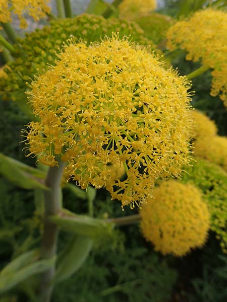 Ferula glauca \ Graugr&uuml;nes Rutenkraut, Blaugr&uuml;nes Steckenkraut / Bluish Fennel, Rhodos/Rhodes Philerimos 29.3.2019