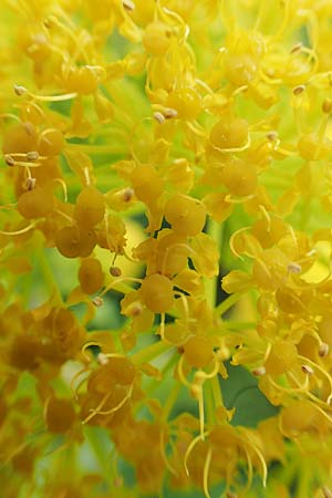 Ferula glauca \ Graugr&uuml;nes Rutenkraut, Blaugr&uuml;nes Steckenkraut / Bluish Fennel, Rhodos/Rhodes Philerimos 29.3.2019