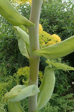 Ferula glauca \ Graugr&uuml;nes Rutenkraut, Blaugr&uuml;nes Steckenkraut / Bluish Fennel, Rhodos/Rhodes Philerimos 29.3.2019
