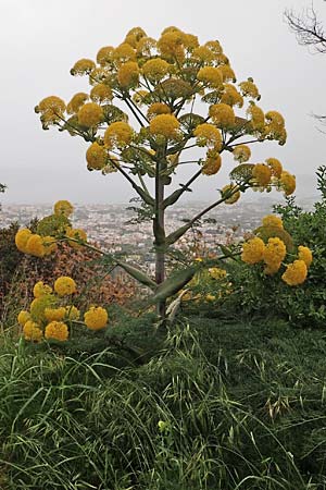 Ferula glauca \ Graugr&uuml;nes Rutenkraut, Blaugr&uuml;nes Steckenkraut / Bluish Fennel, Rhodos/Rhodes Philerimos 29.3.2019