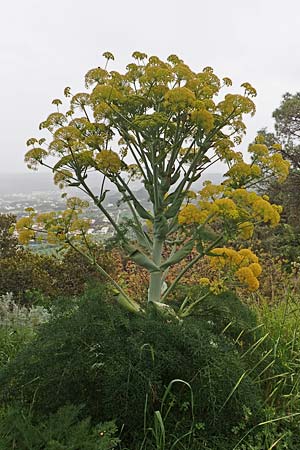 Ferula glauca \ Graugr&uuml;nes Rutenkraut, Blaugr&uuml;nes Steckenkraut / Bluish Fennel, Rhodos/Rhodes Philerimos 29.3.2019