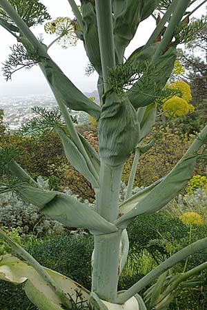 Ferula glauca \ Graugr&uuml;nes Rutenkraut, Blaugr&uuml;nes Steckenkraut / Bluish Fennel, Rhodos/Rhodes Philerimos 29.3.2019