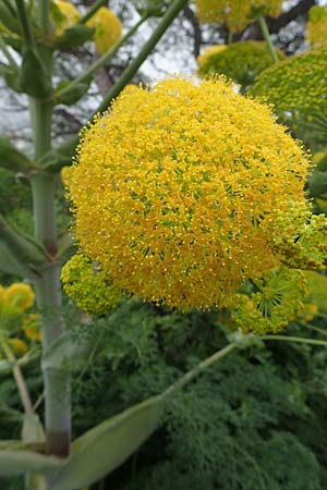 Ferula glauca \ Graugr&uuml;nes Rutenkraut, Blaugr&uuml;nes Steckenkraut / Bluish Fennel, Rhodos/Rhodes Philerimos 29.3.2019