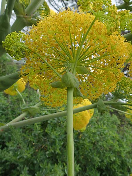 Ferula glauca \ Graugr&uuml;nes Rutenkraut, Blaugr&uuml;nes Steckenkraut / Bluish Fennel, Rhodos/Rhodes Philerimos 29.3.2019