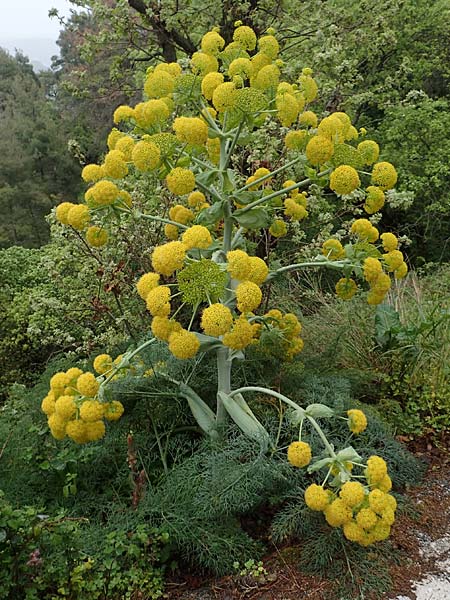 Ferula glauca \ Graugr&uuml;nes Rutenkraut, Blaugr&uuml;nes Steckenkraut / Bluish Fennel, Rhodos/Rhodes Philerimos 29.3.2019
