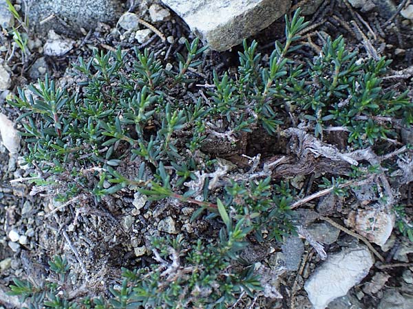 Fumana thymifolia \ Thymianbl&auml;ttriges Nadelr�schen / Thyme-Leaved Sun-Rose, Rhodos/Rhodes Pastida 18.3.2023
