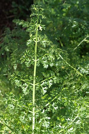 Ferula tingitana \ Tanger-Riesen-Fenchel / Tangier Fennel, Rhodos/Rhodes Mount Smith 18.3.2023