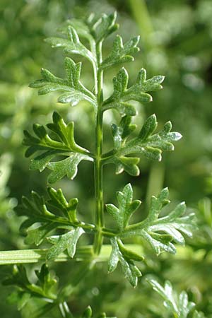 Ferula tingitana \ Tanger-Riesen-Fenchel / Tangier Fennel, Rhodos/Rhodes Mount Smith 18.3.2023