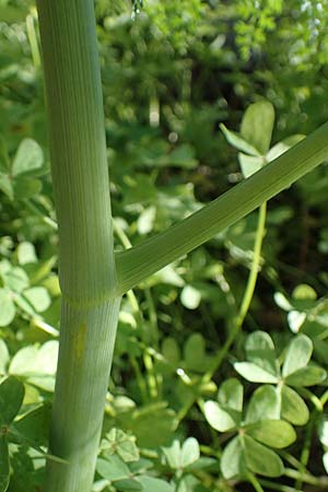 Ferula tingitana \ Tanger-Riesen-Fenchel / Tangier Fennel, Rhodos/Rhodes Mount Smith 18.3.2023