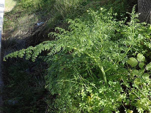 Ferula tingitana \ Tanger-Riesen-Fenchel / Tangier Fennel, Rhodos/Rhodes Mount Smith 18.3.2023