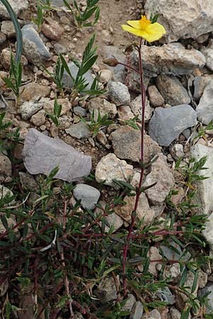 Fumana arabica \ Zwerg-Nadelrschen / Mediterranean Sun-Rose, Rhodos Prasonisi 1.4.2019