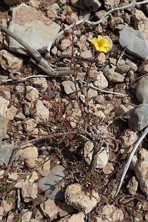 Fumana arabica \ Zwerg-Nadelrschen / Mediterranean Sun-Rose, Rhodos Prasonisi 1.4.2019