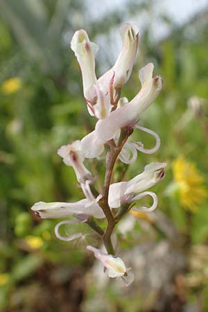Fumaria macrocarpa \ Gro&szlig;fr&uuml;chtiger Erdrauch / Large-Fruited Fumitory, Rhodos/Rhodes Vati 5.4.2019