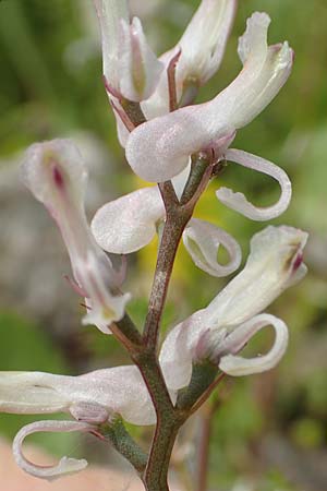 Fumaria macrocarpa \ Gro&szlig;fr&uuml;chtiger Erdrauch / Large-Fruited Fumitory, Rhodos/Rhodes Vati 5.4.2019