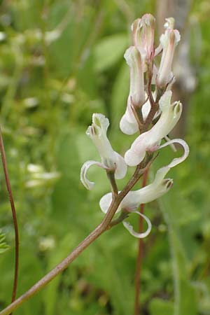 Fumaria macrocarpa \ Gro&szlig;fr&uuml;chtiger Erdrauch / Large-Fruited Fumitory, Rhodos/Rhodes Vati 5.4.2019