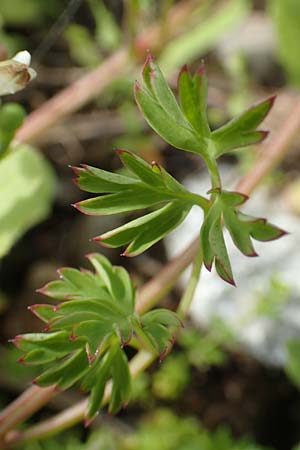 Fumaria macrocarpa \ Gro&szlig;fr&uuml;chtiger Erdrauch / Large-Fruited Fumitory, Rhodos/Rhodes Vati 5.4.2019