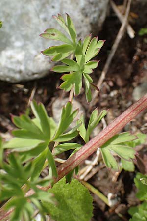 Fumaria macrocarpa \ Gro&szlig;fr&uuml;chtiger Erdrauch / Large-Fruited Fumitory, Rhodos/Rhodes Vati 5.4.2019