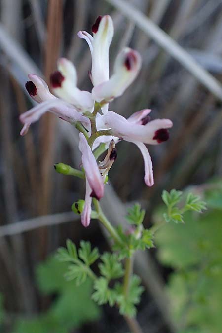 Fumaria judaica \ Jud&auml;a-Erdrauch / Judean Fumitory, Rhodos/Rhodes Haraki 15.3.2023