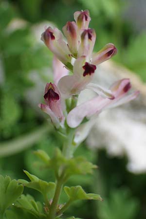 Fumaria judaica \ Jud&auml;a-Erdrauch / Judean Fumitory, Rhodos/Rhodes Archangelos 17.3.2023