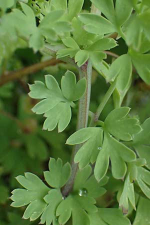 Fumaria judaica \ Jud&auml;a-Erdrauch / Judean Fumitory, Rhodos/Rhodes Archangelos 17.3.2023