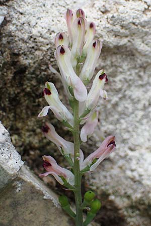 Fumaria judaica \ Jud&auml;a-Erdrauch / Judean Fumitory, Rhodos/Rhodes Archangelos 17.3.2023