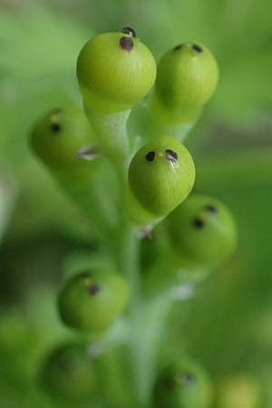 Fumaria judaica \ Jud&auml;a-Erdrauch / Judean Fumitory, Rhodos/Rhodes Archangelos 17.3.2023