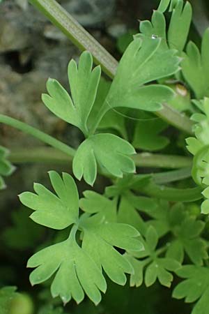 Fumaria judaica \ Jud&auml;a-Erdrauch / Judean Fumitory, Rhodos/Rhodes Archangelos 17.3.2023