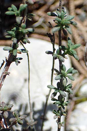 Fumana thymifolia \ Thymianbl&auml;ttriges Nadelr�schen / Thyme-Leaved Sun-Rose, Rhodos/Rhodes Kolymbia 18.3.2023