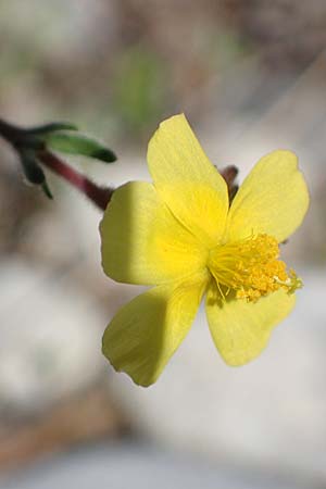 Fumana thymifolia \ Thymianbl&auml;ttriges Nadelr�schen / Thyme-Leaved Sun-Rose, Rhodos/Rhodes Kolymbia 18.3.2023