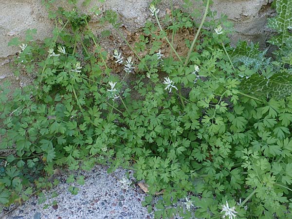Fumaria judaica \ Jud&auml;a-Erdrauch / Judean Fumitory, Rhodos/Rhodes Lindos 20.3.2023