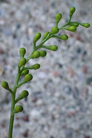 Fumaria judaica \ Jud&auml;a-Erdrauch / Judean Fumitory, Rhodos/Rhodes Lindos 20.3.2023