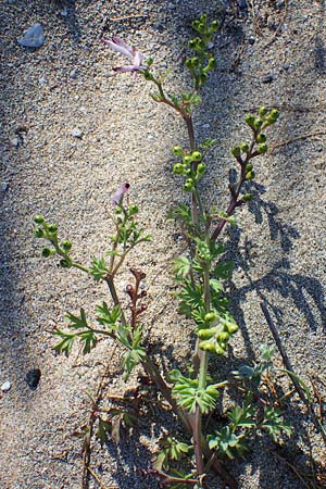 Fumaria judaica \ Jud&auml;a-Erdrauch / Judean Fumitory, Rhodos/Rhodes Lindos 20.3.2023