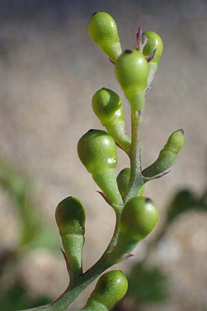 Fumaria judaica \ Jud&auml;a-Erdrauch / Judean Fumitory, Rhodos/Rhodes Lindos 20.3.2023