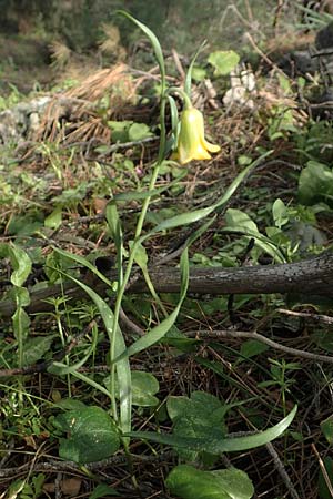 Fritillaria rhodia \ Rhodische Schachblume / Rhodian Fritillary, Rhodos/Rhodes Epta Piges 27.3.2019