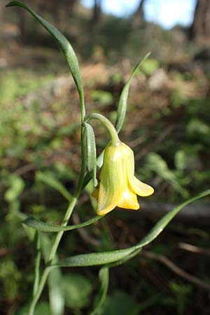 Fritillaria rhodia \ Rhodische Schachblume / Rhodian Fritillary, Rhodos/Rhodes Epta Piges 27.3.2019
