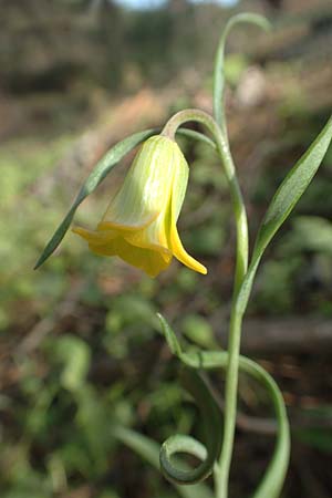 Fritillaria rhodia \ Rhodische Schachblume / Rhodian Fritillary, Rhodos/Rhodes Epta Piges 27.3.2019